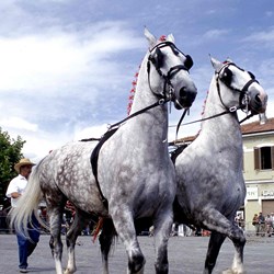 CAVALLI